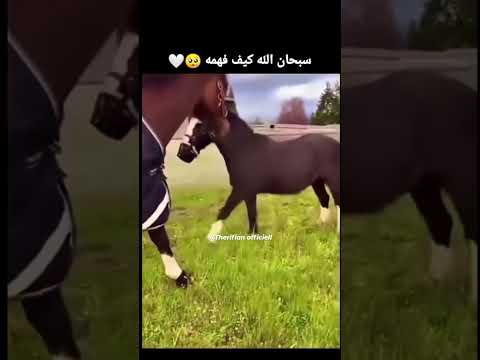 سبحان الله #الفطرة #اكسبلور #الحياه #ذكر_الله