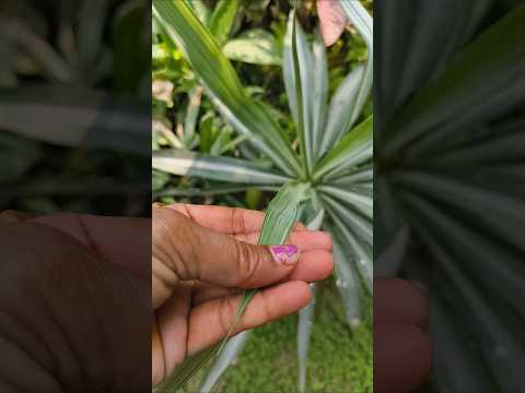 ईश्वर पर ..#householdplants #gardening #ytshorts #indoorplants #motivation