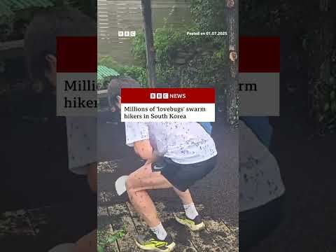 Hikers in South Korea were surprised by a huge swarm of 'lovebugs'. #SouthKorea #LoveBugs