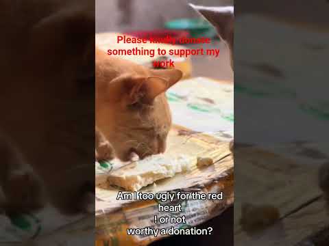 Donation link in bio dear friends eventhe smallest amount helps#helpmeplease #catrescue #catheart