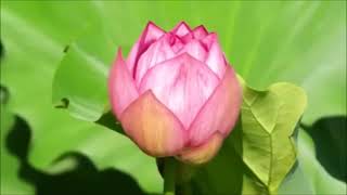 UN MILLÓN DE PRIMAVERAS Vicente Fernández (LETRA)