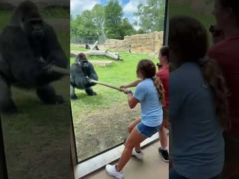 Gorilla vs Humans Tug of War ! π¦π±#shorts #animals
