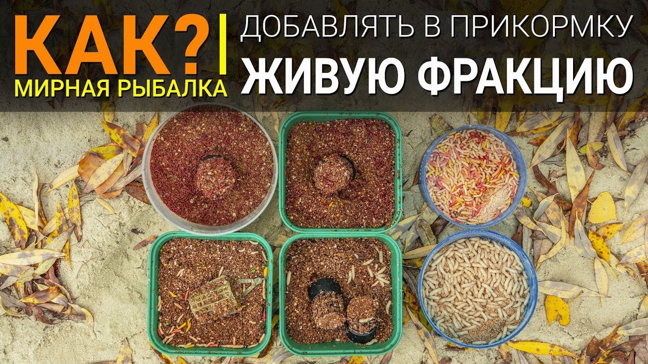 Как добавлять живую фракцию в прикормку? Рыбалка на фидер