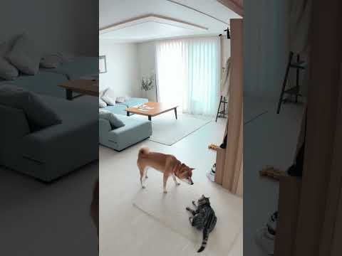 시바견 괴롭히지 마!