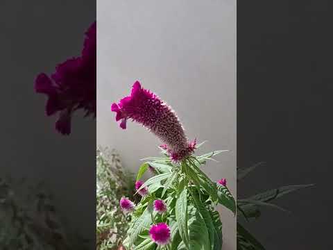 #premanandjipravachan #krishna #ganpatiaarti #shyam #