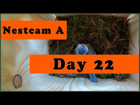 Day 22: Nestcam A