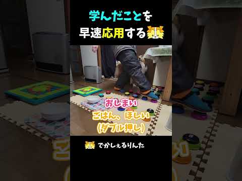 学んだことを早速応用するシェルティ【会話ボタンでしゃべる犬】 #shorts #dog