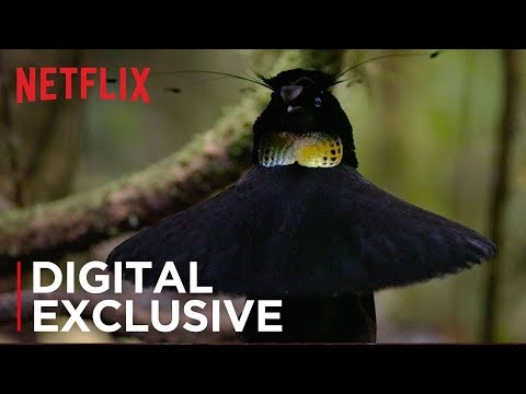 Our Planet | Birds Of Paradise | Exclusive Clip | Netflix - YouTube(4分25秒)