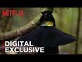 Western Parotia Courtship Behavior