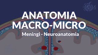 MENINGI - Configurazione macroscopica e microscopica - Neuroanatomia