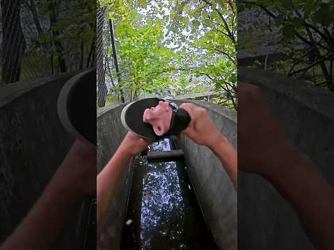 Squeeky Pig Parkour 🐷