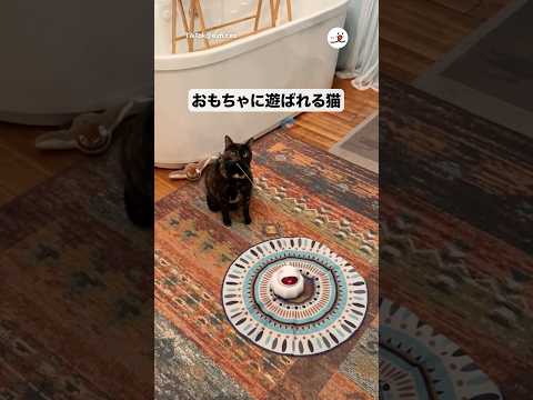猫の動画サムネイル - おもちゃに心底迷惑そう…｜PECO