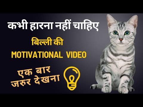 कभी हारना नहीं चाहिए 🔥| बिल्ली की MOTIVATIONAL VIDEO 😺 #animals #motivation