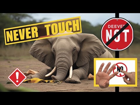 मरे हुए हाथी को कभी मत छूना 😱 | Never Touch a Dead Elephant 🐘 | #shorts #ytshorts