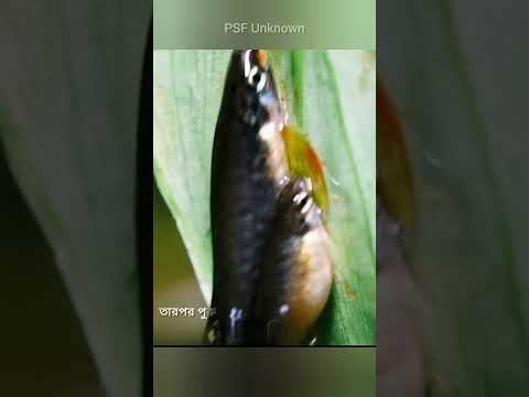 কিভাবে গাছের পাতায় ডিম পাড়ে এই মাছ। #facts #shorts