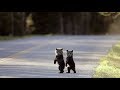 Species-Area Relationship and Conservation