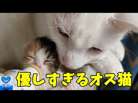 衰弱した子猫に優しく寄り添ったのはなんと！オス猫。優しさ溢れる姿に心温まる【感動】