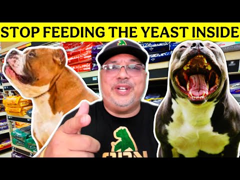 Dog Yeast Infection And Main Allergy Cause