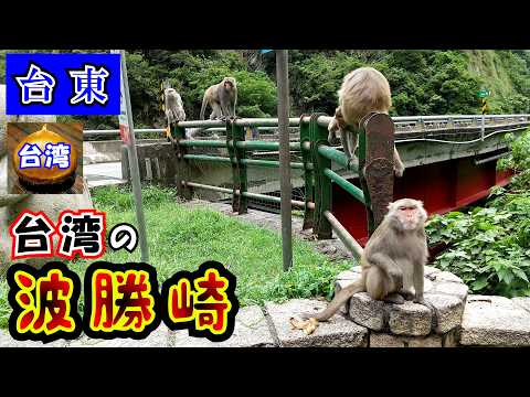 台湾台東～登仙橋遊憩區～　野生の台湾猿をほぼ100％見られるすごい場所です。台東からは余裕の日帰りが可能なので東海岸の観光とセットで行ってみてください。動画内でちょっとだけ阿里山の話も出てきます。
