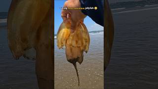 Rescue Mission: Risking it all to save jellyfish life 🥺