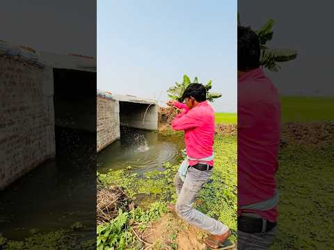 Village fishermen catching big monster fish in mud canal #fish #bigfish #bass #hookfishing #shorts