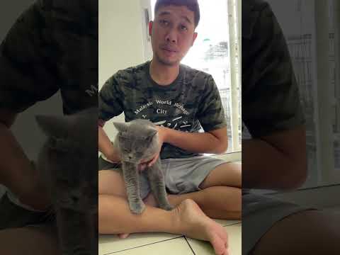 ini  nama  nya  thomas  #catlover