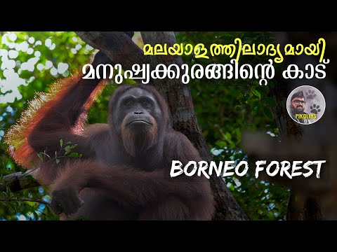 Borneo Jungle story | Forest trekking and Boating in Indonesia | Orangutan and rare monkeys of Asia