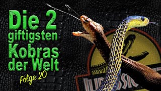 Die Speikobra - Art & Haltung der Naja samarensis & philippinensis | Folge 20 | Giftschlangen