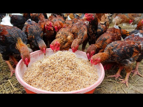 Effective Strategies for Raising Chickens for Eggs: Collect Eggs & Feed the Hens.