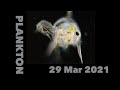 Plankton Ecosystem Concepts