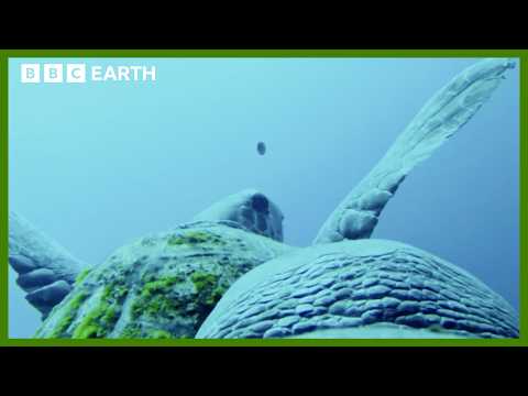 Turtle Camera Follows Feeding Habits | Animals With Cameras | BBC Earth