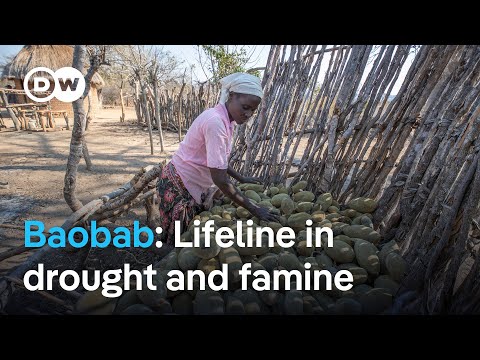 What people in Zimbabwe are living from as drought brings severe hunger | DW News