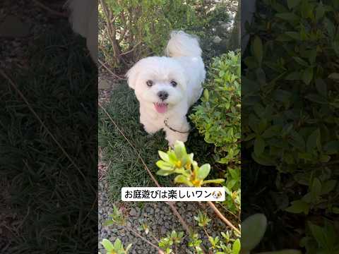 お天氣の日に庭遊びを樂しむ生後2歳5ヶ月のマルチーズ #shorts #マルチーズ #お庭ドッグラン