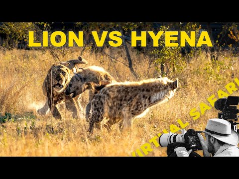 Lions vs Hyenas: A Brutal Showdown Unfolds | Virtual Safari #277 🦁🔥