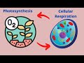 Exploring the Connection Between Photosynthesis and Cellular Respiration