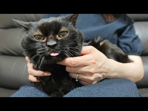 ペットショップのゴミ箱に捨てられていた子猫の過酷な生い立ち