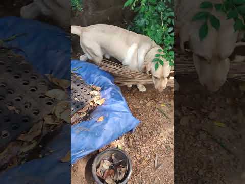ചില നേരത്ത് അപ്പു ഭയങ്കര വികൃതിയാ..... ❤️🐕🥰😘 #appu #dog #doglover #labrador