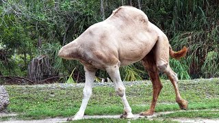 عجائب وغرائب مدهشة في عالم الحيوان من الصعب تصديقها !!
