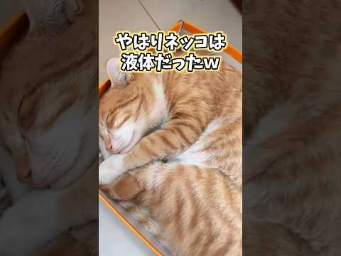 絶対ニヤける猫映像5選www #猫 #猫のいる暮らし #猫動画 #ねこ #可愛い #かわいい #癒し #ペット #動物 #2ch #shorts