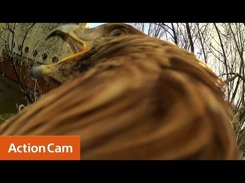 Action Cam | First Eagle flight in 4K! | The Eagle POV | Sony
