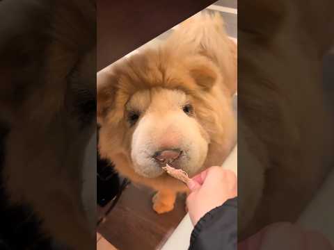 Cute Chow Chow dog Amazing 🐾🧌 pet #factsinhindi #pets