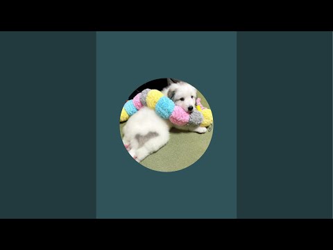 ドレミの歌グレートピレニーズ がライブ配信中!月末ライブ