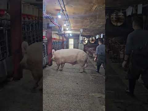 carefully bro😱🇰🇷#viral#pig#shortvideo #shorts#short#shortsfeed#subscribe#pigsisbeautiful#video