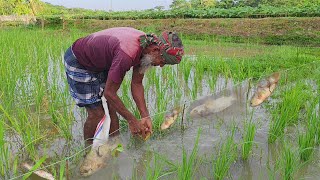 বৃষ্টির পরে জমির আইলে জালে সারি সারি কৈ মাছ ও শোল টাকি মাছ বেজেছে। Net fishing in rainy day 2025