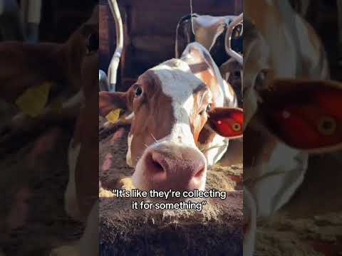 They know how chocolate made #cat #funnypets #adoreble #funny #funnyanimals #petvideos #voiceover