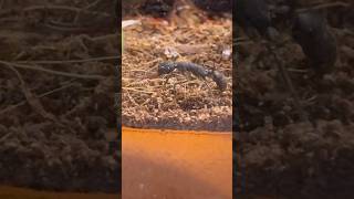 Harpegnathos venator — ants that jump to catch prey. 🐜 #ants #bugs #funny #shorts