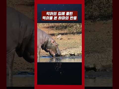 악어가 물고 있는 먹이를 본 하마의 반응 #악어 #하마