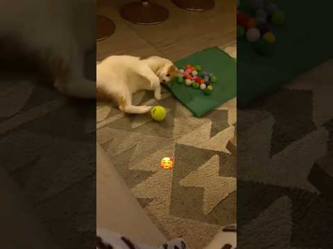 Bonito Simba con sus juguetitos 🥹🐈 #cat #cute #pets #funny