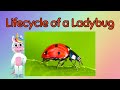Ladybug Behavior and Life Cycle