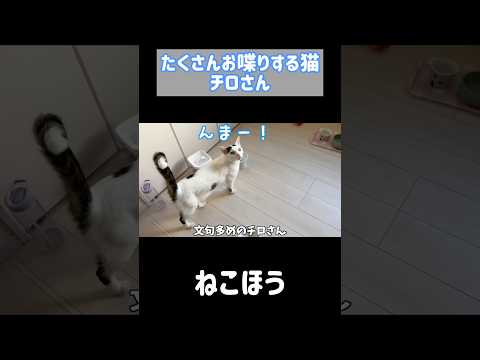 たくさんママを呼んでくれるお喋り猫チロさん #shorts